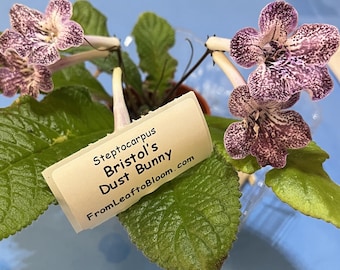 Bristols Dust Bunny Streptocarpus Semi-miniature Variety -You choose