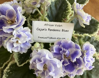 Cajun’s Pandemic Blues African Violet – Variegated Foliage –  3” Pot – Actual Plant Shown