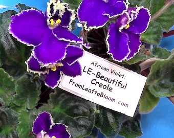 Le Beautiful Creole-  African Violet Russian – Standard Green –  3” Pot – Actual Plant Shown