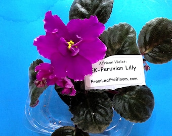 EK-Peruvian Lilly African Violet – Russian Variety Large Flowers –  3” Pot – Actual Plant Shown