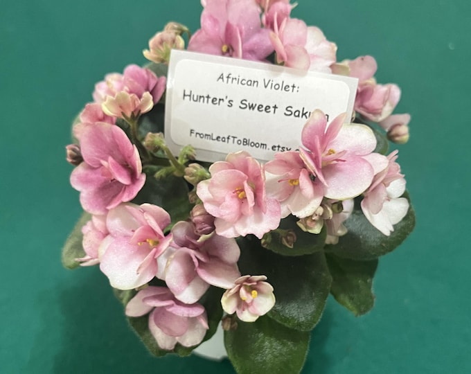 Leaf Cuttings 4 Hunters Sweet Sakura African Violet – Semi-Minature Semi-Double Pink Flowers Houseplant Propagation
