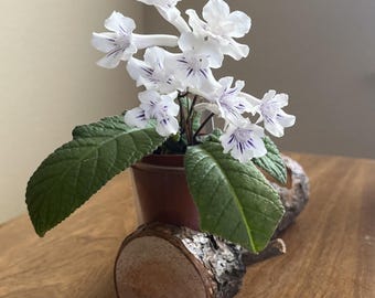 Lollipop Streptocarpus Semi-miniature Variety -You choose