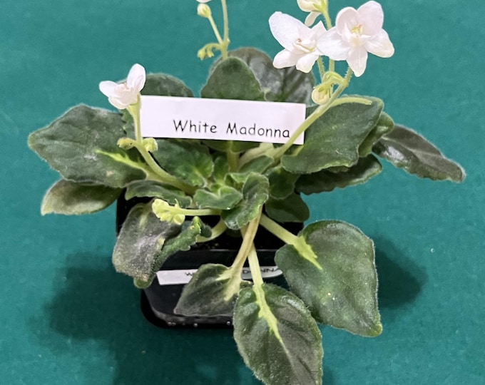 White Madonna African Violet Vintage Variety – Live Starter Plant  –  3” Pot – Actual Plant Shown