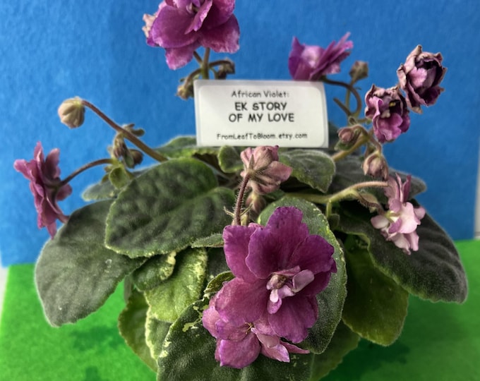 EK Story of My Love African Violet – Russian Variety Variegated Foliage –  3” Pot – Actual Plant Shown