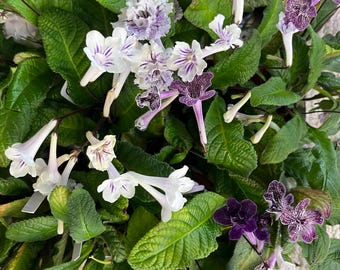 Streptocarpus Leaf Cuttings-Semi-miniature Varieties -You choose