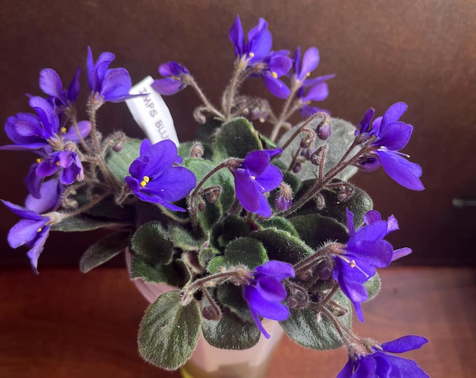 Imp's Blue Arsenic African Violet – Semi-Miniature Plant in bud –  3” Pot – Actual Plant Shown