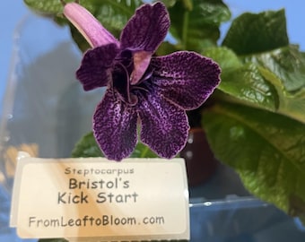 Bristols Kick Start Streptocarpus Semi-miniature Variety -You choose