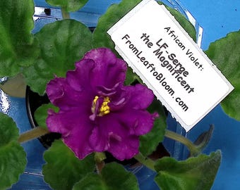 LF- Serge the Magnificent African Violet – Green Foliage –  3” Pot – Actual Plant Shown