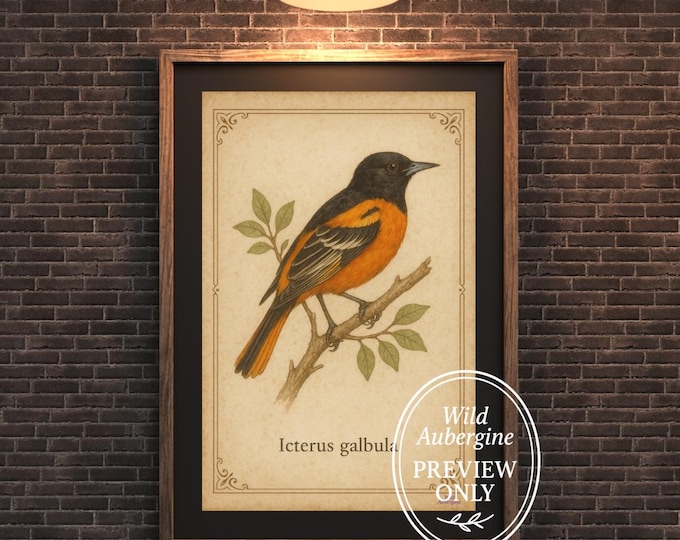 Baltimore Oriole Vintage Bird Print | Icterus galbula Wall Art | Digital Download | Wild Aubergine
