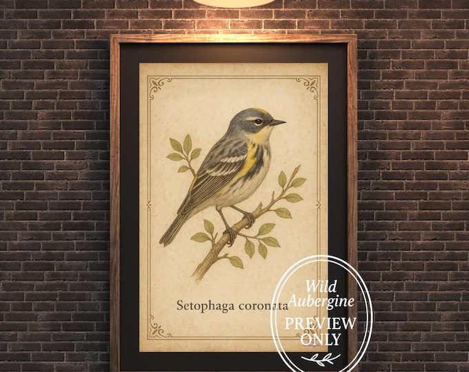 Yellow-rumped Warbler Vintage Bird Print | Setophaga coronata Wall Art | Digital Download | Wild Aubergine
