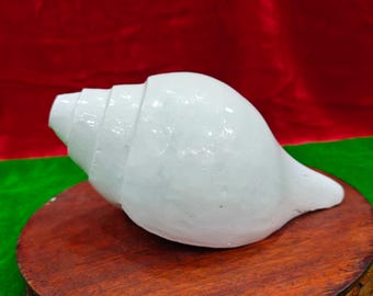 Natural White Puja Blowing Original Shankh Conch Shell Hindu