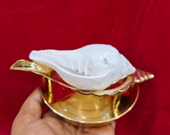 May include: A white conch shell rests in a gold-colored metal bowl with ornate detailing. The bowl is held against a red background. The conch shell is the focal point, with its smooth, curved shape.