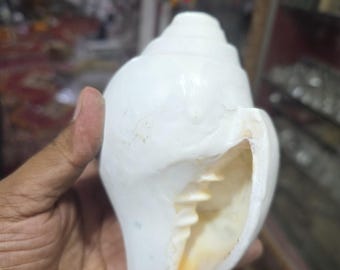 5 Inch Blowing Shankh Conch Shell from Vrindavan | Best Sound Guarantee | Pooja Shankh for Arti | Temple Conch for Bhajan & Kirtan
