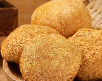 Fungo criniera di leone essiccato biologico / Hericium Erinaceus / 猴头菇 (Hou Tou Gu) Senza additivi, pesticidi o sostanze chimiche