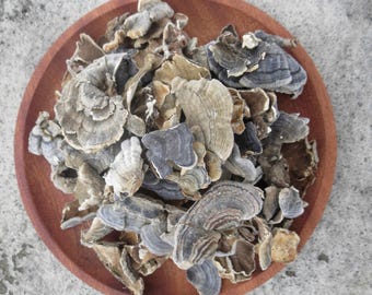 Cogumelo Cauda de Peru | Coriolus Versicolor | Yun Zhi | Cogumelos Secos Inteiros | Chá de Ervas Natural | Cogumelo Forrageiro