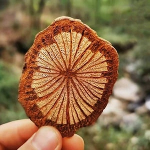 May include: A cross-section of a tree branch, showcasing a detailed radial pattern. The outer edge is a dark brown, transitioning to lighter brown and beige tones towards the center. The intricate design resembles a sunburst or a flower.