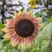 Thrifting in the Driftless
