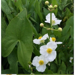 Edible Aquatic Plants - Etsy