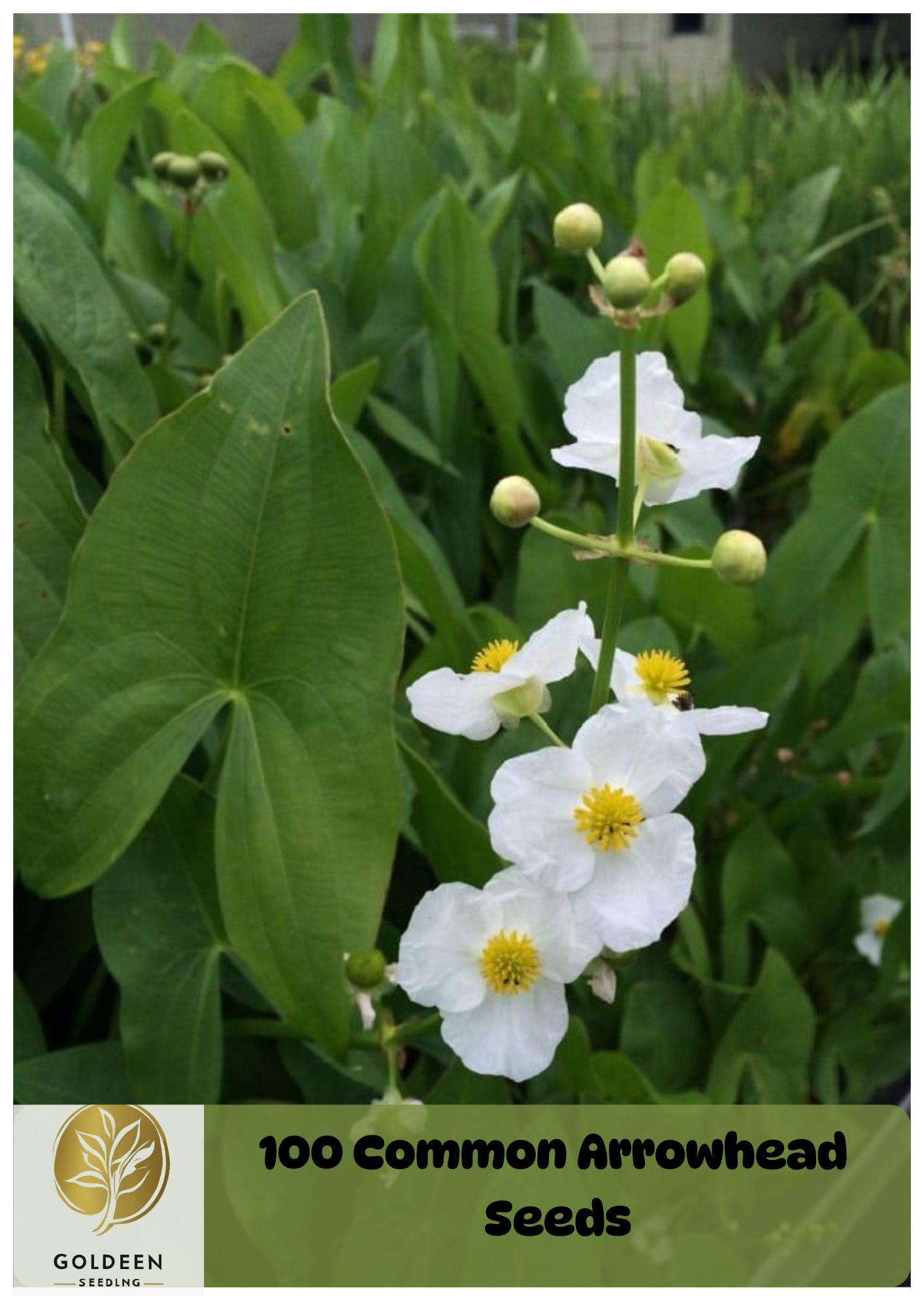 Edible Aquatic Plants - Etsy