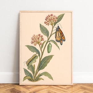 May include: A framed botanical print on a light cream background featuring a milkweed plant with pink flower clusters, green leaves, a yellow and black striped monarch caterpillar, a green chrysalis, and an orange and black monarch butterfly.