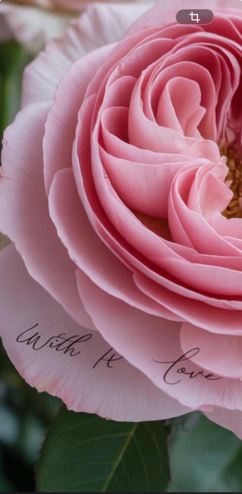 Pink Roses Printable Pink Rose Printable Greeting Card Digital Download. Instant Download ...