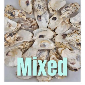 Oyster Shells, Mixed  3-4” *Cleaned* for Crafting, Home Decor, Gardening and More