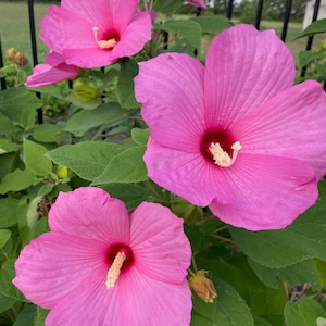 30 Hardy Hibiscus Seeds: Giant Blooms, Cold-Hardy Perennial