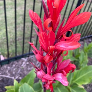 Red Canna Lily Sprouted Bulb: Tropical Garden Flower - Fast Growth