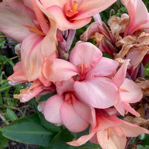 25 Cannova Mango Canna Seeds: Light Pink Tropical Blooms