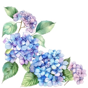 Könnte beinhalten: Aquarell-Illustration von Hortensienblüten in Blau-, Lila- und Rosatönen mit grünen Blättern. Das Blumenarrangement ist vor einem weißen Hintergrund platziert und zeigt die zarten Details der Blüten.