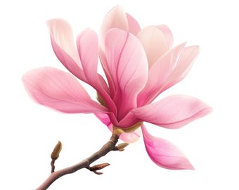 12 hochwertige Magnolie Clipart, Magnolienblüte, digitales Aquarell PNG, printable Clipart Karten, Papercraft