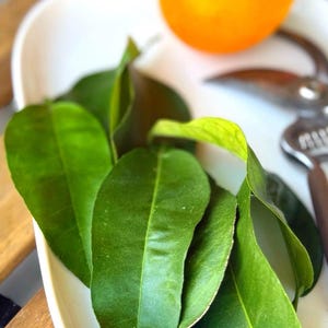 Orange Leaf Tea | Organic Citrus Leaves for Tea or Bath | Hand harvested in Spain