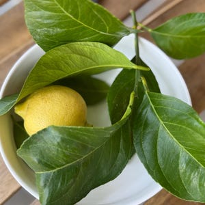 Organic Lemon Leaves: Hand-Harvested Herbal Tea, Culinary Use