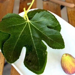 Organic Fig Leaf Herbal Tea: Wild Harvested in Spain