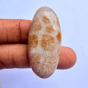 Fossiler Korallen Cabochon: Geschliffener ovaler Edelstein (40x19x7 MM, 44 Karat)