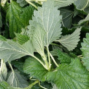Fresh Stinging Nettle Leaves - 1lbs