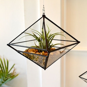 May include: A geometric glass terrarium with a black metal frame hangs from the ceiling. The terrarium contains a green air plant and small white rocks.