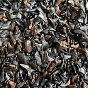 Puede incluir: Primer plano de una colección de dientes de tiburón fosilizados. Los dientes varían en tamaño y color, con tonos grises, marrones y negros. Están densamente empaquetados, mostrando sus formas triangulares y texturas naturales. Una exhibición de antiguas reliquias marinas.