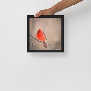 Cardinal Wall Art – 10x10 Bird Photo Print – Nature Photography Decor – Northern Cardinal – Gift for Bird Lover