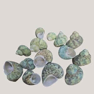 May include: A collection of sea shells in various sizes and shapes. The shells display a range of colours, including green, blue, and brown, with intricate patterns. The shells are arranged on a neutral background.