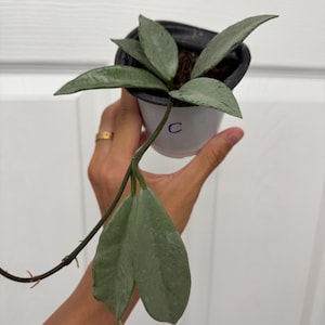 Hoya Wilbur Graves Silver – Rare Collector’s Wax Plant with Stunning Silver Leaves