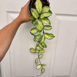 Hoya &#39;Argentine Princess&#39; – Rare Variegated Hoya | Easy Care Indoor Plant | Collector’s Choice | Live Rooted Plant
