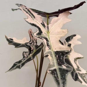 Rare Alocasia Nobilis Pink Variegated K Version Corm – Tropical Aroid Collector’s Plant Bulb