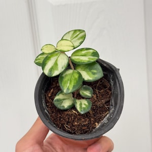 Hoya Mathilde Inner Variegated – Rare Full Plant, Beautiful Inner Variegation, Established and Healthy