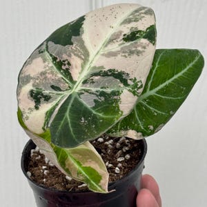 Rare Alocasia Black Velvet Pink Variegated – Tropical Aroid Houseplant for Collectors