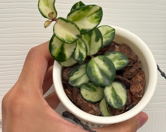 Hoya Nabawanensis Variegated Rooted Cutting Active Growing. Exact