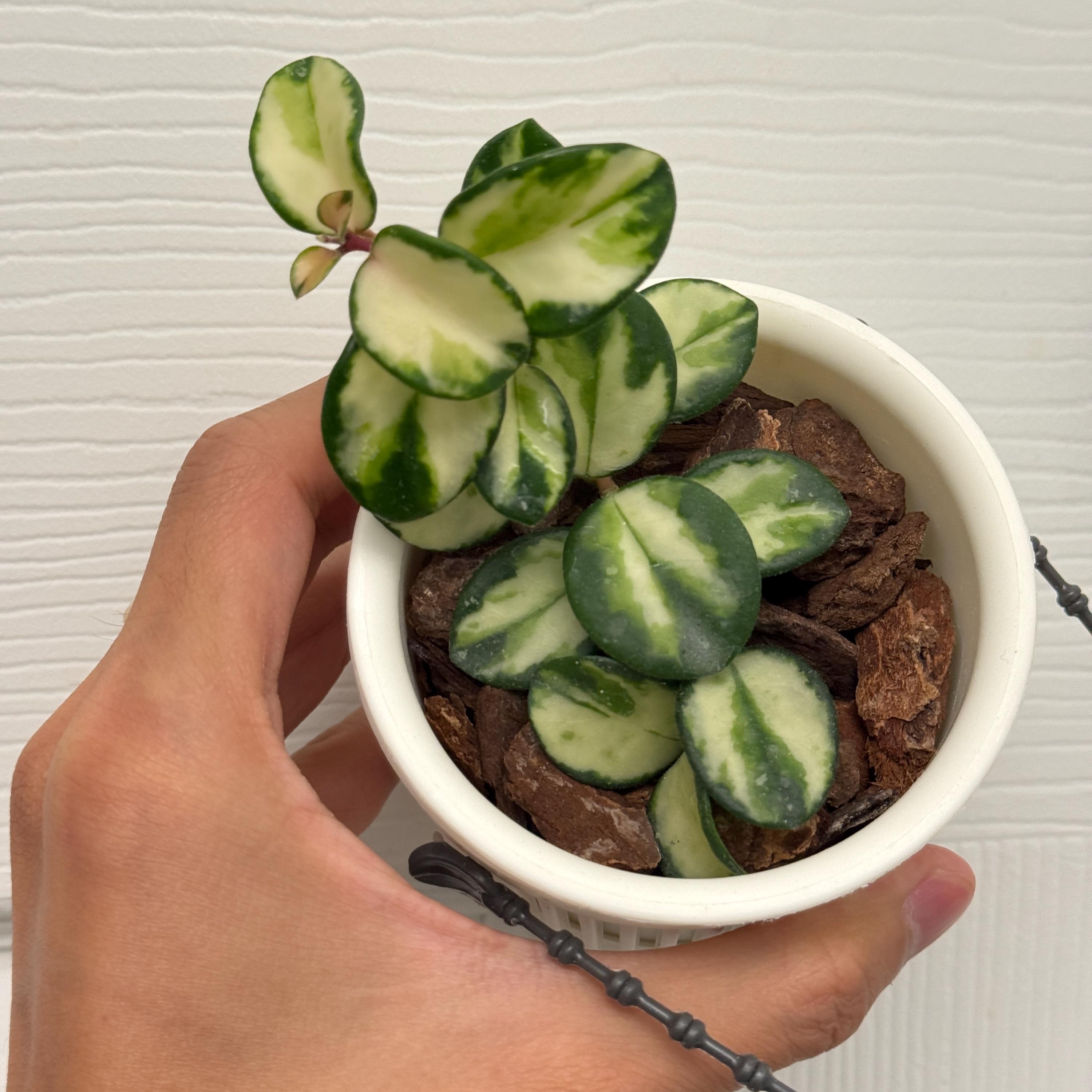 Hoya Nabawanensis Variegated - Etsy