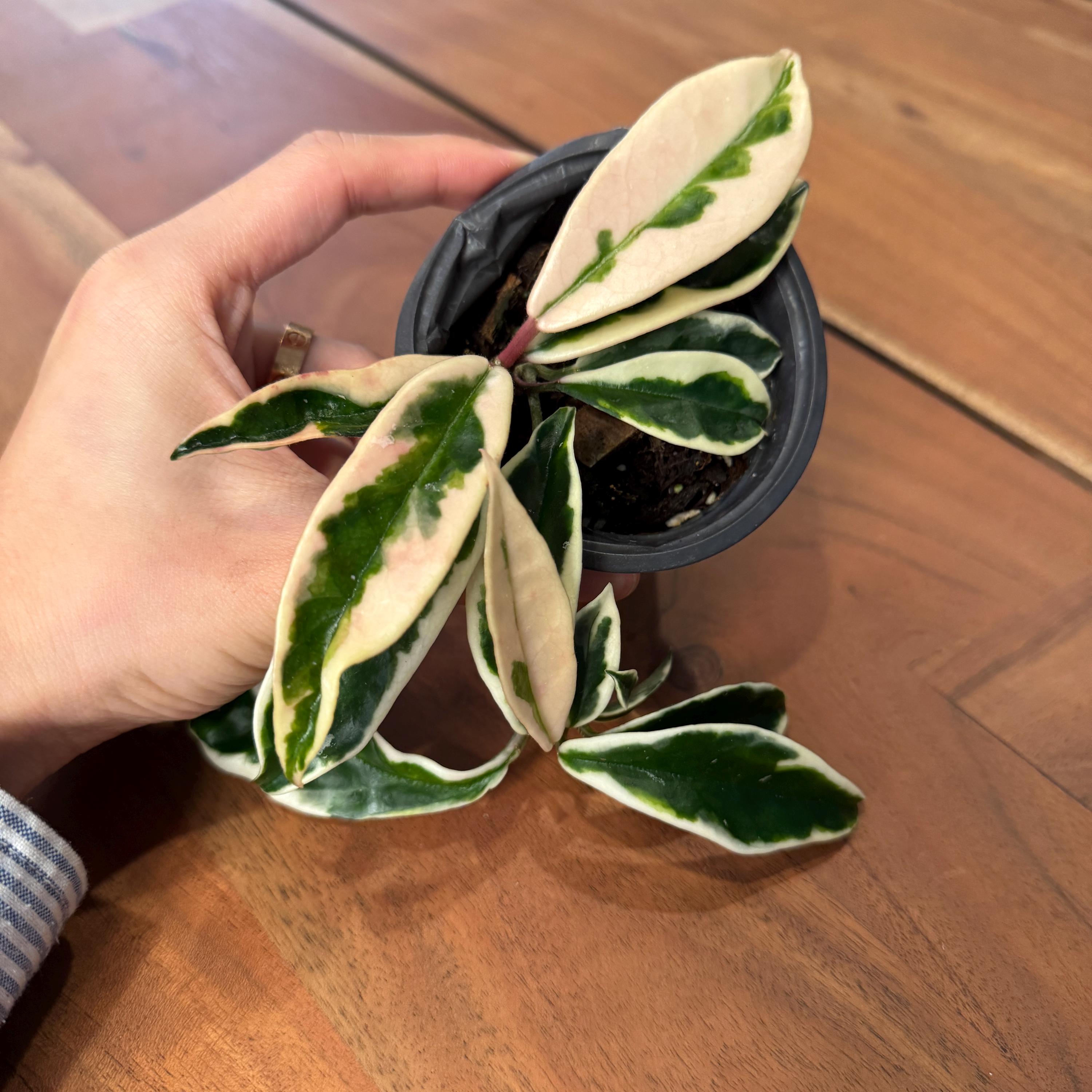Rare Hoya Carnosa 'suzie Q' Variegata - Wax Plant - Etsy