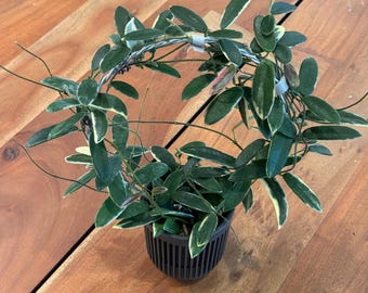 Hoya Dennisii Frida - Etsy