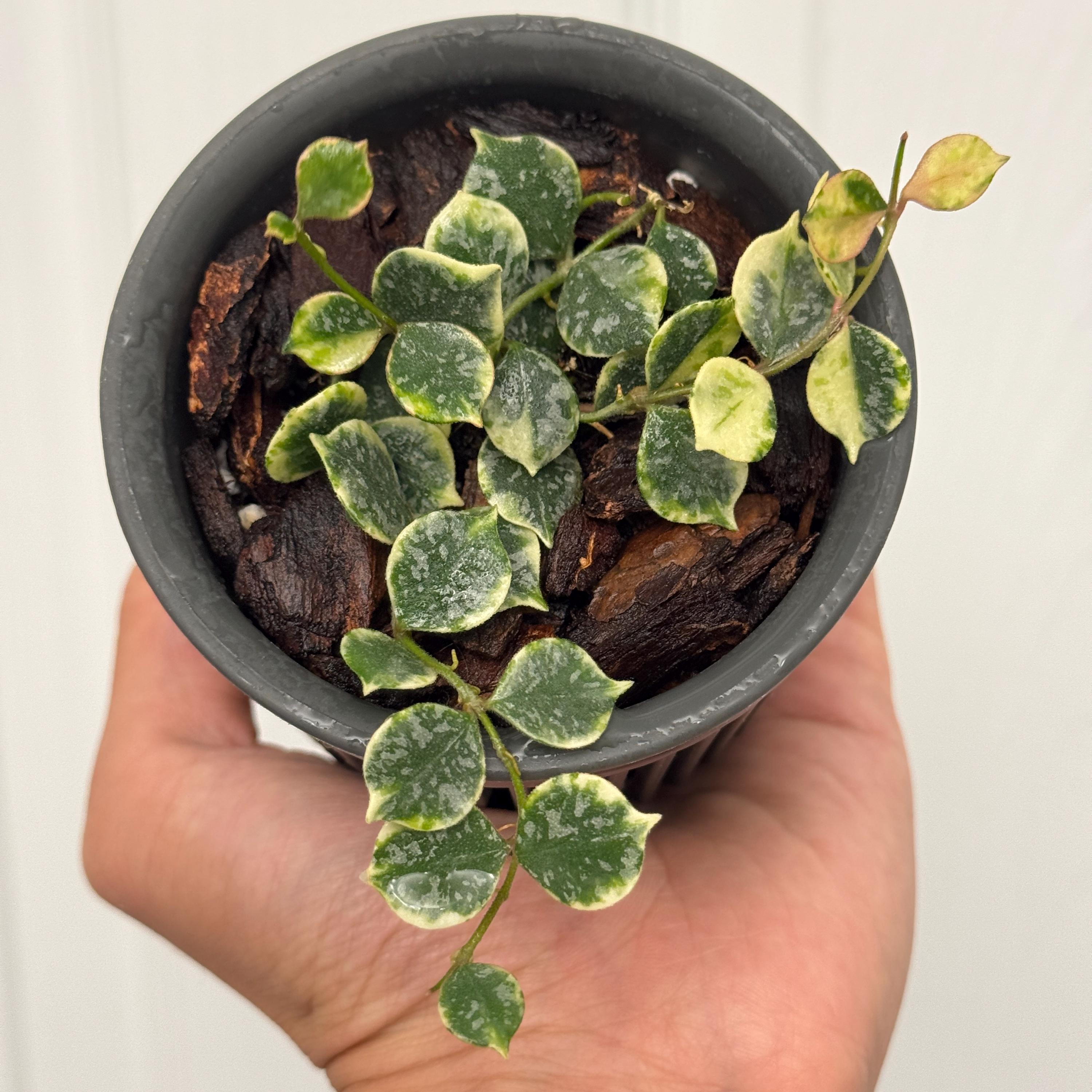 Hoya Curtisii Albomarginata | Rare Variegated Trailing Indoor